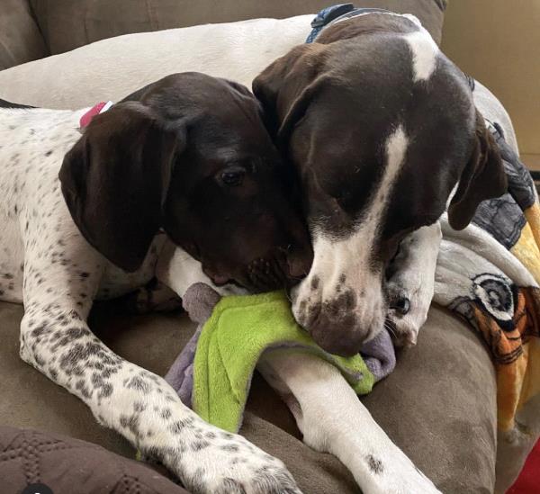 /images/uploads/southeast german shorthaired pointer rescue/segspcalendarcontest2021/entries/21805thumb.jpg